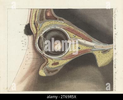 Anatomy of the human eye. Section through eye showing the eyelids 5, eyebrows 11, optic nerve 13, cornea 20, pupil 25, retina 27, vitreous chamber 29, lens 30, iris 32, etc. Handcoloured copperplate engraving from Carl Bertuch's Bilderbuch fur Kinder (Picture Book for Children), Weimar, 1810. A 12-volume encyclopedia for children illustrated with almost 1,200 engraved plates on natural history, science, costume, mythology, etc., published from 1790-1830. Stock Photo