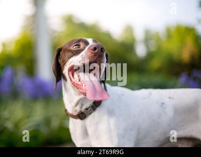 An English Pointer mixed breed dog with a long tongue panting Stock Photo