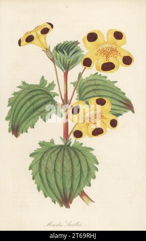 Mr. Smith's monkey flower, Erythranthe ×smithii. Mimulus smithii. Possibly a hybrid of Mimulus rivularis and Mimulus variegatus (Mimulus luteus). Handcoloured engraving from Joseph Paxtons Magazine of Botany, and Register of Flowering Plants, Volume 1, Orr and Smith, London, 1834. Stock Photo