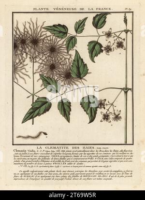 Old man's beard or traveller's joy, La clematite des haies, Clematis vitalba. Copperplate engraving printed in three colours by Pierre Bulliard from his Herbier de la France, ou collection complete des plantes indigenes de ce royaume, Didot jeune, Debure et Belin, 1780-1793. Stock Photo