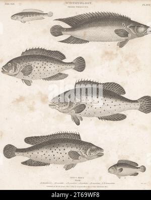 Cichlid, Crenicichla brasiliensis 1, striped bass, Morone saxatilis 2, spotted seabass, Dicentrarchus punctatus 3, red hind, Epinephelus guttatus 4, European perch, Perca fluviatilis 5, and unknown fish 6. Copperplate engraving by Thomas Milton from Abraham Rees' Cyclopedia or Universal Dictionary of Arts, Sciences and Literature, Longman, Hurst, Rees, Orme, Paternoster Row, London, June 1, 1809. Stock Photo