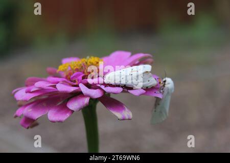 Salt Marsh Moth on Pink Zinnia Flower. Estigmene acrea Rural East TX Stock Photo