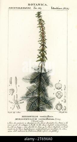 Whorl-leaf watermilfoil or whorled water-milfoil, Myriophyllum verticillatum. Miriofillo verticillato. Handcoloured copperplate stipple engraving from Antoine Laurent de Jussieu's Dizionario delle Scienze Naturali, Dictionary of Natural Science, Florence, Italy, 1837. Illustration engraved by Stanghi, drawn and directed by Pierre Jean-Francois Turpin, and published by Batelli e Figli. Turpin (1775-1840) is considered one of the greatest French botanical illustrators of the 19th century. Stock Photo