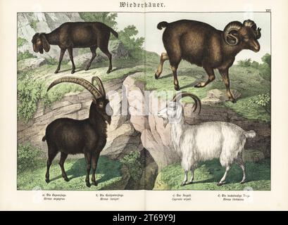 Bezoar, Capra hircus subsp. aegagrus, Hircus aegagrus a, cashmere goat, Capra hircus laniger b, argali, Ovis ammon, Caprovis argali c, and Theban goat, Hircus thebaicus d. Chromolithograph from Gotthilf Heinrich von Schubert's Natural History of Animal Kingdoms for School and Home (Naturgeschichte des Tierreichs fur Schule und Haus), Schreiber, Munich, 1886. Stock Photo