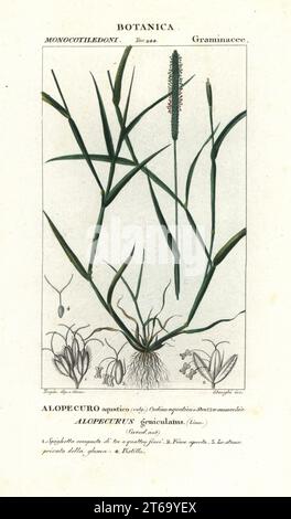 Water foxtail, Alopecurus geniculatus, Alopecuro aquatico. Handcoloured copperplate stipple engraving from Antoine Laurent de Jussieu's Dizionario delle Scienze Naturali, Dictionary of Natural Science, Florence, Italy, 1837. Illustration engraved by Stanghi, drawn and directed by Pierre Jean-Francois Turpin, and published by Batelli e Figli. Turpin (1775-1840) is considered one of the greatest French botanical illustrators of the 19th century. Stock Photo