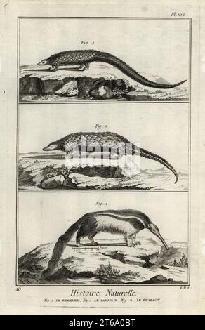 Giant anteater, Myrmecophaga tridactyla, endangered giant pangolin, Smutsia gigantea, and long-tailed pangolin, Phataginus tetradactyla. Le fourmilier, le pangolin, le phatagin. Copperplate engraving by G.D. after Francois-Nicolas Martinet from Denis Diderot and Jean le Rond dAlemberts Encyclopedie, Histoire Naturelle (Encyclopedia: Natural History), Livourne, 1774. Francois-Nicolas Martinet (1731-1800) was a French draftsman and engraver. Stock Photo