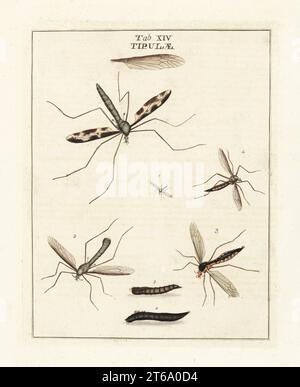 Cranefly species, Tupila maxima 1, Limonia stigma 2, Ctenophora pectinicornis 3, Tipula vernalis 4, and winter crane fly or tell-tale, Trichocera (Trichocera) saltator 5. Diptera. Tipulidae. Handcoloured copperplate engraving drawn and engraved by Moses Harris from his own Exposition of English Insects, Including the several Classes of Neuroptera, Hymenoptera, Diptera, or Bees, Flies and Libellulae, White and Robson, London, 1782. Stock Photo
