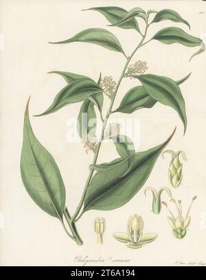 Sweet box or Christmas box, Sarcococca coriacea. Native to India, China and Indo-China, sent from Nepal by botanist Dr. Nathaniel Wallich. Nepaul pachysandra, Pachysandra? coriacea. Handcoloured copperplate engraving by Joseph Swan after a botanical illustration by William Jackson Hooker from his Exotic Flora, William Blackwood, Edinburgh, 1823-27. Stock Photo