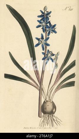 Star hyacinth, Scilla amoena. Starry hyacinth or Byzantine squill, Scilla amaena. Native of the Levant, introduced by Edward la Zouche, Lord Zouche, in 1600. Handcoloured copperplate engraving after a botanical illustration from William Curtis's Botanical Magazine, Stephen Couchman, London, 1796. Stock Photo