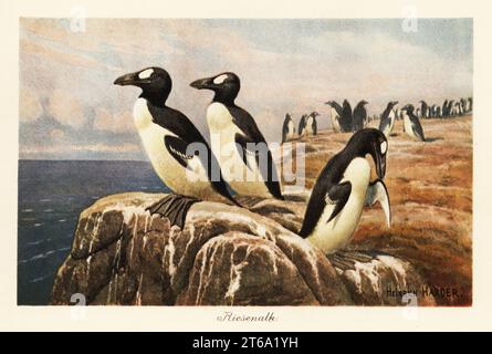 Great auks standing on the edge of a cliff. The great auk, Pinguinus impennis, was a large, flightless alcid bird that was hunted to extinction in the mid-19th century. Riesenalk.Colour printed illustration by Heinrich Harder from Wilhelm Bolsches Tiere der Urwelt (Animals of the Prehistoric World), Reichardt Cocoa company, Hamburg, 1908. Heinrich Harder (1858-1935) was a German landscape artist and book illustrator. Stock Photo