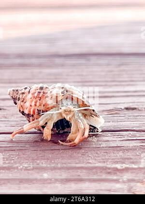 A white spiral shaped shell lies on a wooden boardwalk at a beach resort Stock Photo