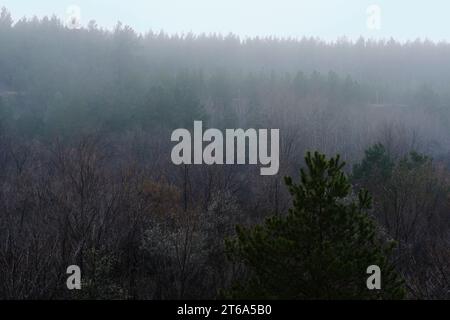 Pine forest in thick fog. Pine tops in dense fog Stock Photo