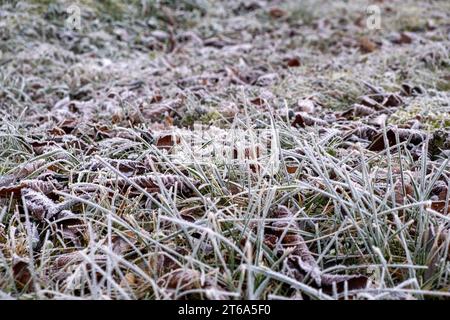 winter fairytale landscape, hoarfrost on the grassy ground, hoarfrost on plants Stock Photo