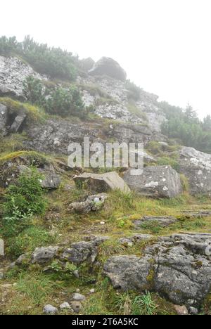 A majestic animal stands atop a grassy hill, contentedly munching on the lush green vegetation below Stock Photo