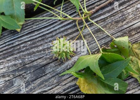 Sweet gum tree (Liquidambar styraciflua) leaves and unripe fruit on a wooden surface Stock Photo