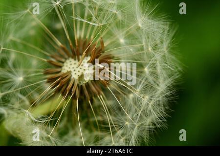 Dandelion Stock Photo