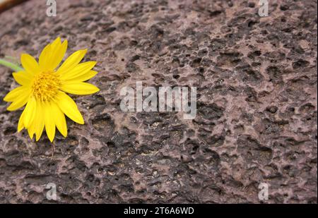 Yellow Flower on Lava Rock. Nature Background Stock Photo