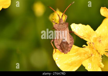 bug, macro photography, Kilkenny, Ireland Stock Photo - Alamy