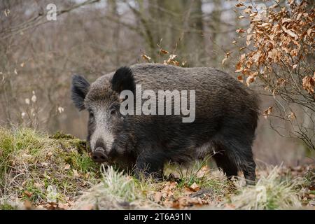 European Wild Boar (Sus scrofa scrofa), female, North Rhine-Westphalia, Germany | Europäisches Wildschwein (Sus scrofa scrofa), Bache Stock Photo