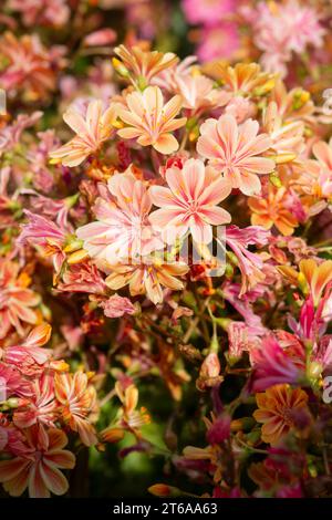 Imperial Lewisia Flowers, Lewisia Cotyledon Stock Photo