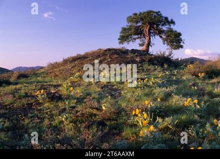 Ponderosa pine with Balsamroot (Balsamorhiza deltoidea), Sun Mountain Lodge, Washington Stock Photo