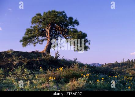 Ponderosa pine with Balsamroot (Balsamorhiza deltoidea), Sun Mountain Lodge, Washington Stock Photo