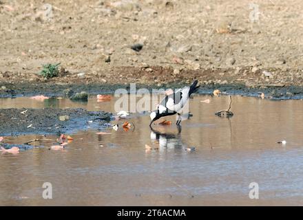 Blacksmith lapwing, Schmiedekiebitz, Vanneau armé, Vanellus armatus, patkós bíbic, Zambezi National Park, Zimbabwe, Africa Stock Photo