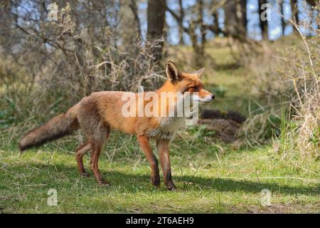 Red fox (Vulpes vulpes), North Holland, Netherlands | Rotfuchs (Vulpes vulpes), Nordholland, Niederlande Stock Photo