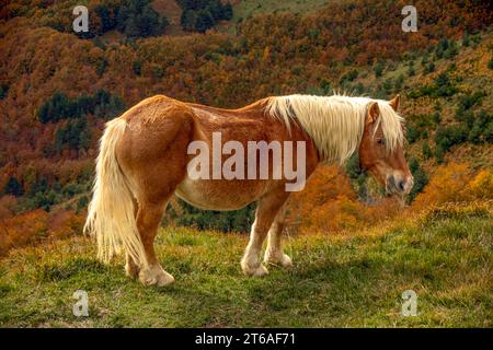 Wild horse in the autumn pastures of the mountains of the Navarrese Pyrenees in Navarra, Spain with meadows in the background Stock Photo