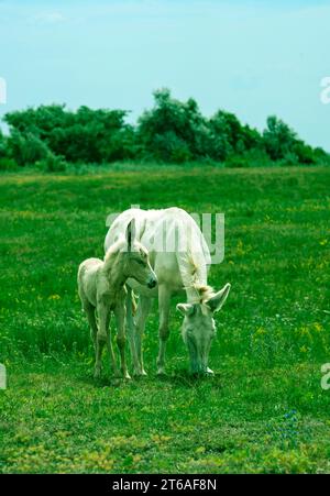 Mare With Foal Of The Austro-Hungarian White Baroque Donkey (Equus Asinus Asinus), Stock Photo