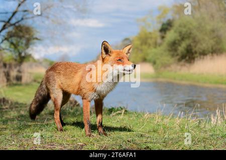 Red fox (Vulpes vulpes), North Holland, Netherlands | Rotfuchs (Vulpes vulpes), Nordholland, Niederlande Stock Photo