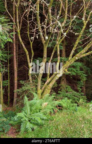 Ferns and trees in Ardcastle Wood near Lochgair,  Argyll & Bute, Scotland UK Stock Photo