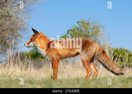 Red fox (Vulpes vulpes), North Holland, Netherlands | Rotfuchs (Vulpes vulpes), Nordholland, Niederlande Stock Photo