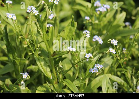 The forget-me-not swamp (Myosotis scorpioides) grows in the wild on the banks of the reservoir Stock Photo
