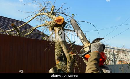 a rural worker cuts the upper branches of a tree in front of the house using a chainsaw, a villager cuts the trunk of a small tree with a saw Stock Photo