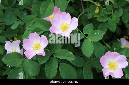 In the spring, wild rose bush blooms Stock Photo