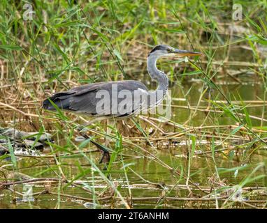 Grey Heron (ardea cinerea) stalking prey Agia Varvara, Cyprus Stock Photo