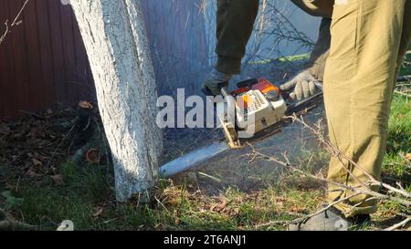 a man cuts down a bleached tree trunk with a chainsaw, manual cutting down of trees using a gasoline saw, cutting down an old tree with a saw Stock Photo