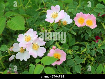 In the spring, wild rose bush blooms Stock Photo