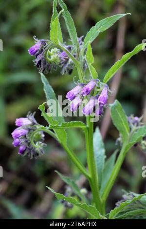 In the meadow, among wild herbs the comfrey (Symphytum officinale) is blooming Stock Photo