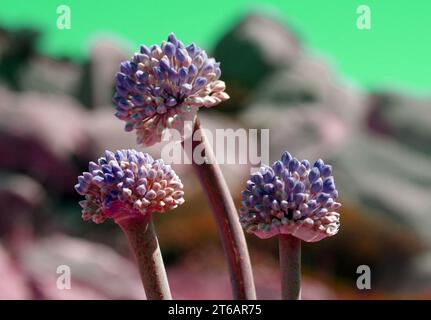 Wild garlic flowering Stock Photo