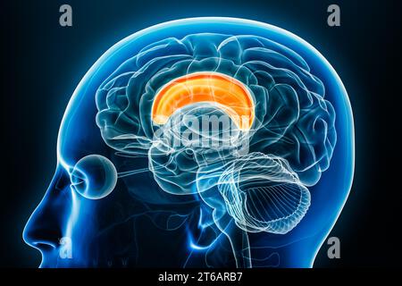 Corpus callosum x-ray profile close-up view 3D rendering illustration with body contours. Human brain and nervous system anatomy, medical, science, ne Stock Photo