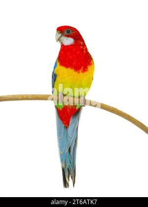 parrot rosella isolated on white background Stock Photo