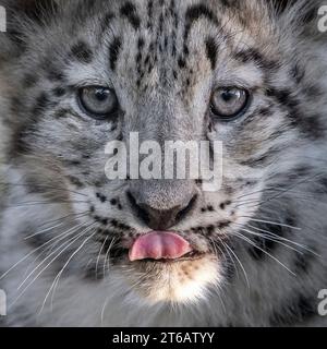 Male snow leopard cub licking lips (close-up) Stock Photo
