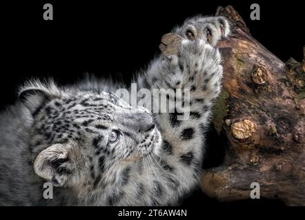 Male snow leopard cub looking cute Stock Photo