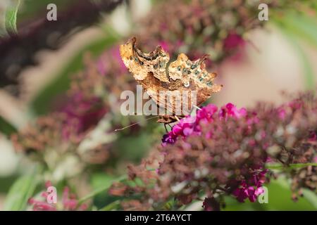 A comma butterfly uk (Polygonia c-album) feeding off a buddleia (buddleja) flower. The butterflies wings are closed showing the underwing patterns. Stock Photo