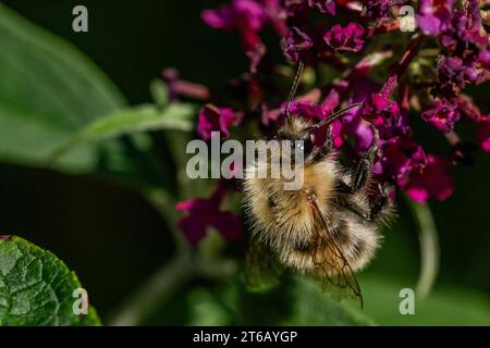 A white tailed bumblebee (Bombus lucorum) feeding on the flower of a buddleia (buddleja) bush. Stock Photo
