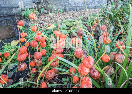 Physalis alkekengi, or Chinese Lanterns, with early signs of the 'lanterns' decaying seen in early November 2023 Stock Photo