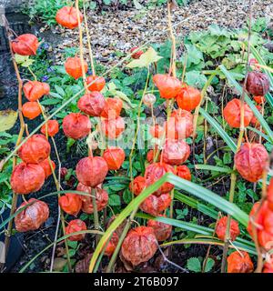 Physalis alkekengi, or Chinese Lanterns, with early signs of the 'lanterns' decaying seen in early November 2023 Stock Photo