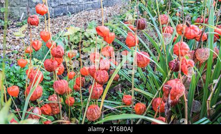 Physalis alkekengi, or Chinese Lanterns, with early signs of the 'lanterns' decaying seen in early November 2023 Stock Photo